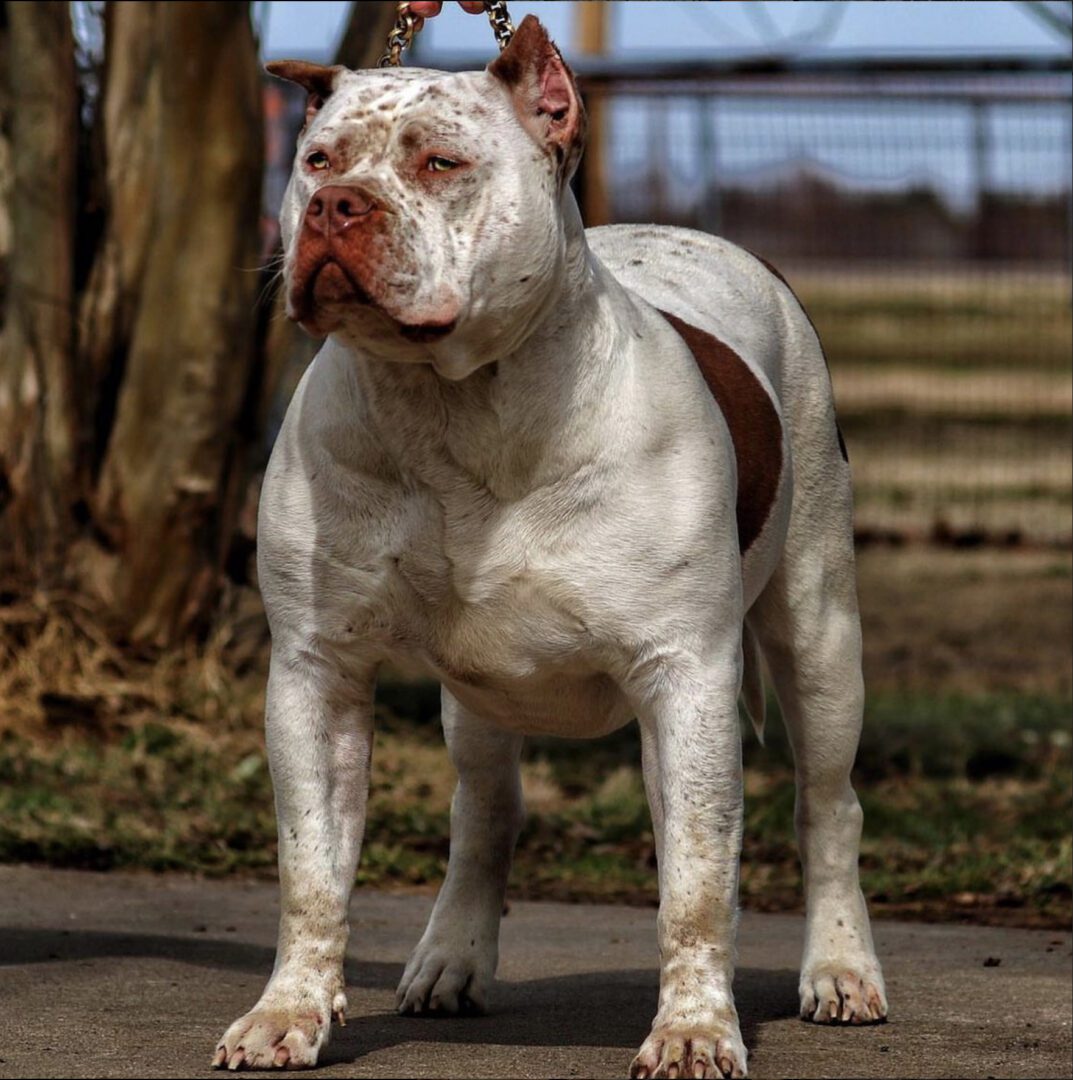 A white and brown dog standing on top of a road.