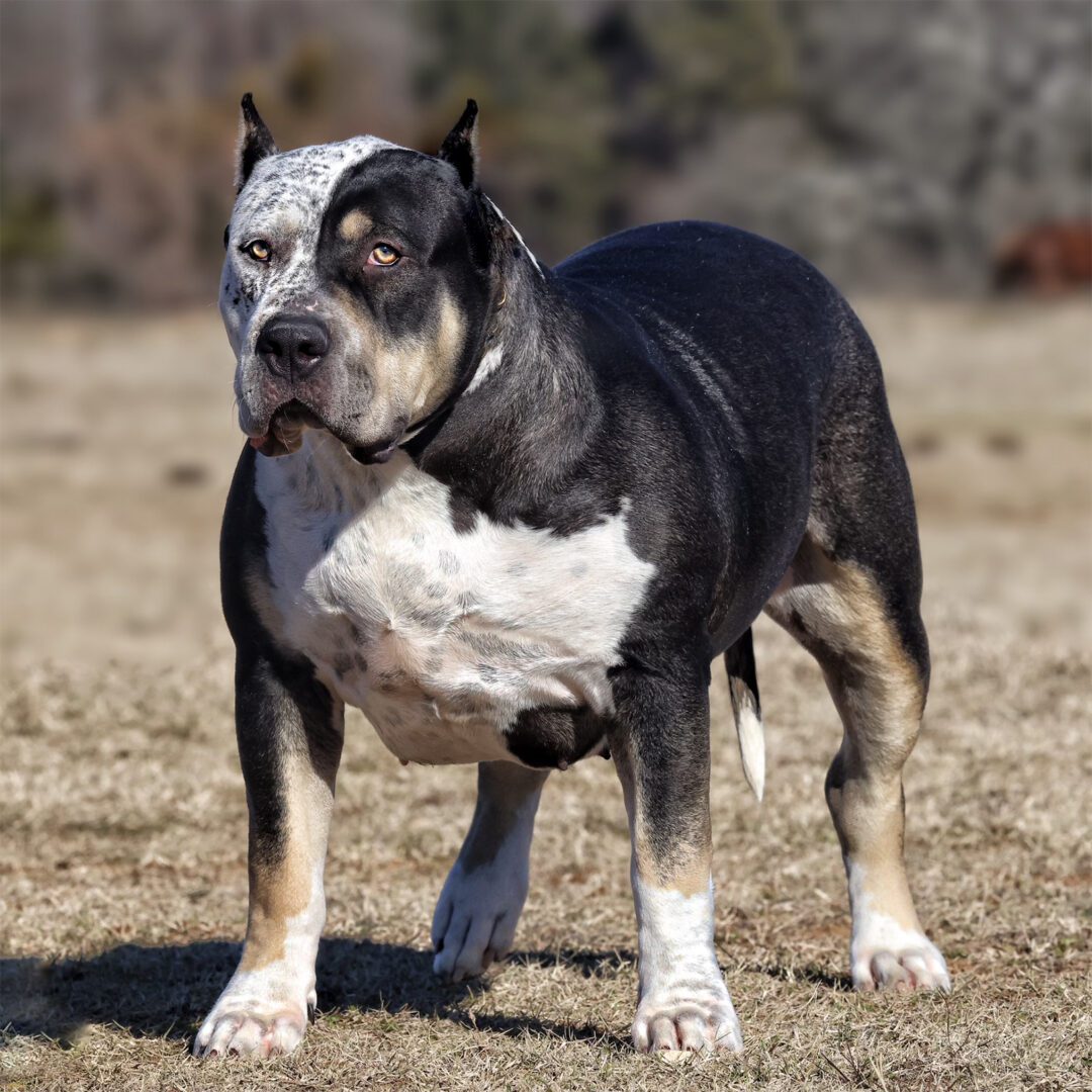 A black and white dog standing in the grass.