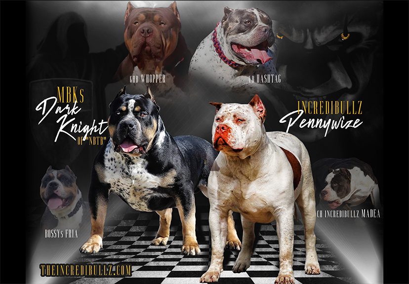 Four muscular bully breed dogs posing with their names and titles displayed, set against a dramatic, dark background.