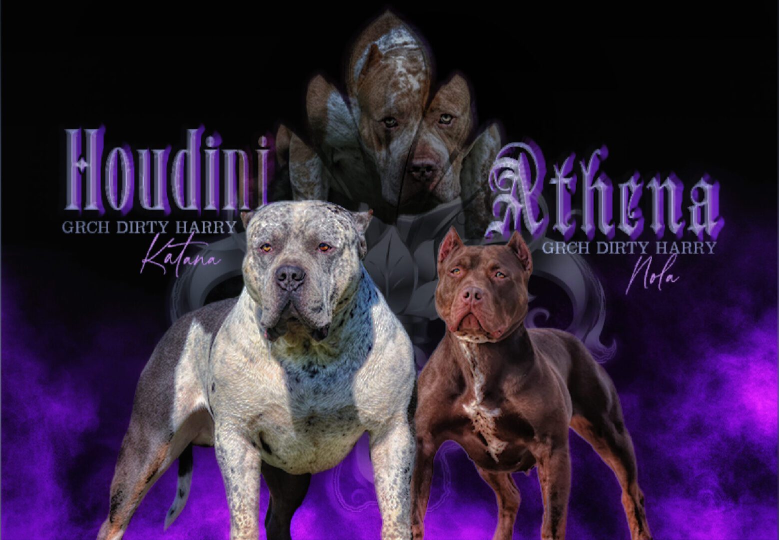 Four muscular bully breed dogs posing with their names and titles displayed, set against a dramatic, dark background.